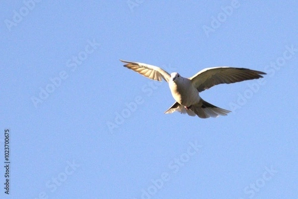 Fototapeta A bird flying