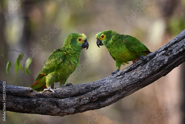 Fototapeta Pair of Turquoise-fronted Parrots Watching Each Other on a Tree Branch in a Calm Forest Setting
