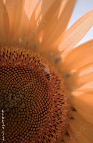 Obraz Bee on Sunflower