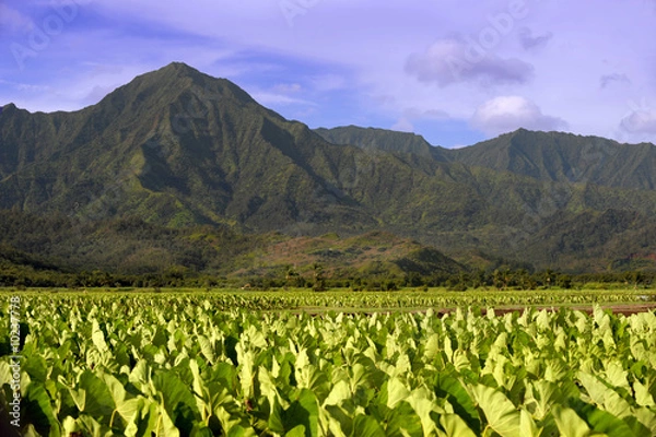Obraz Beautiful Image of the ancient Taro fields of Kauai