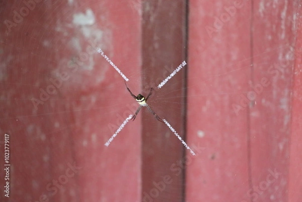 Obraz Spider is waiting patiently in the center of its web with stabilimenta on a red wooden background