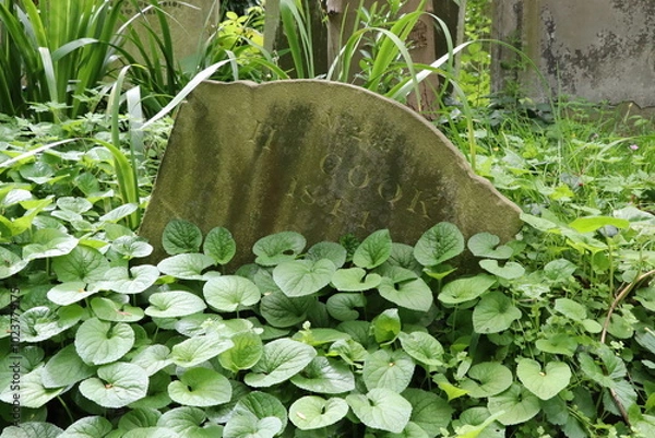 Fototapeta An old gravestone marked with Cook 1847 is partially hidden by lush foliage, surrounded by overgrown plants, suggesting a historical cemetery setting.