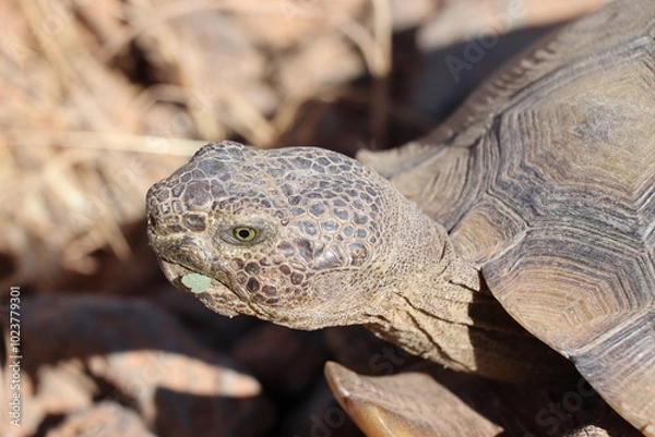 Fototapeta Desert tortoise is chewing on a piece of vegetation in the sonoran desert