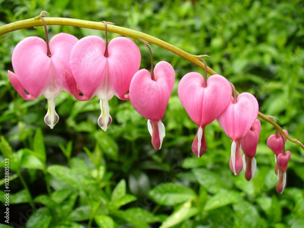 Fototapeta Twig of flower bush with pink hearts of Lamprocapnos Spectabilis, Bleeding heart on green background. Topics: flowering, beauty of nature, natural environment, spring, season, macro