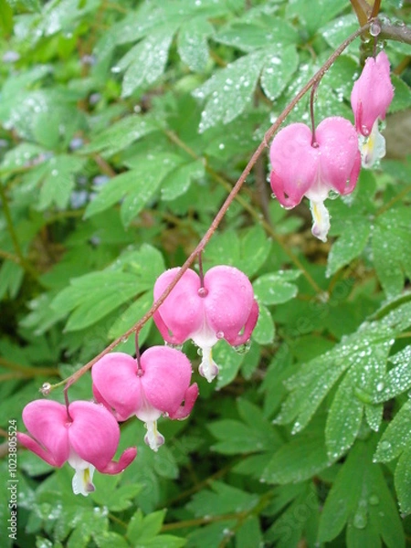 Fototapeta Twig of flower bush with pink hearts of Lamprocapnos Spectabilis, Bleeding heart and water drops on green leaves on rainy day. Topics: flowering, beauty of nature, natural environment, spring, season