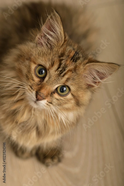 Obraz close-up portrait of a beige brown kitten in high resolution