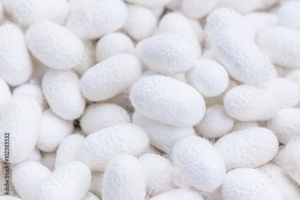 Fototapeta Closeup cocoon yellow