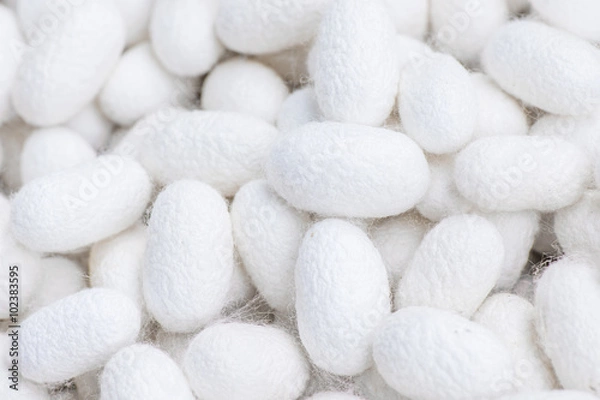 Fototapeta Closeup cocoon yellow