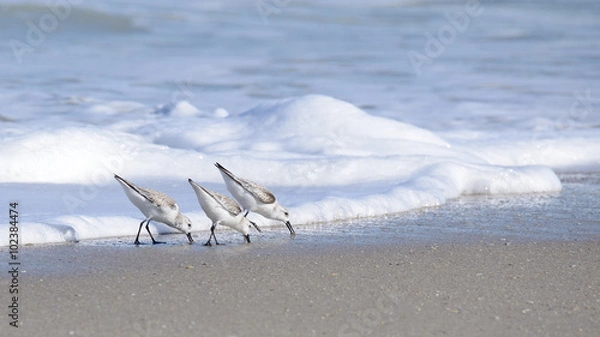Obraz Sand Pipers