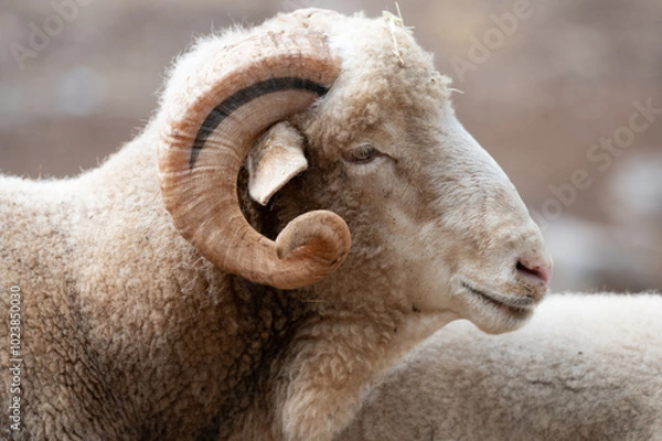 Obraz ovejas de raza merina localizadas en España