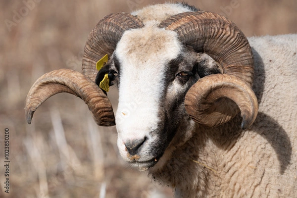 Fototapeta ovejas de raza merina localizadas en España