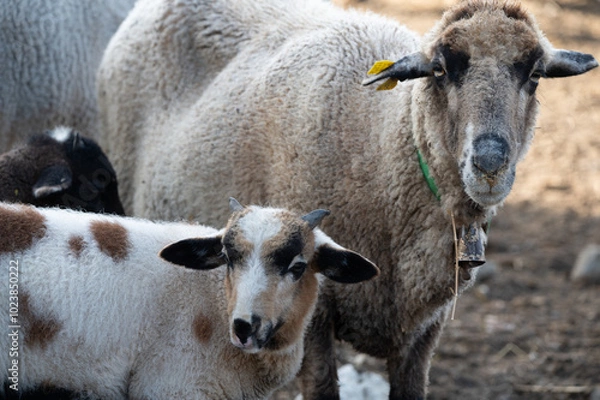 Obraz ovejas de raza merina localizadas en España