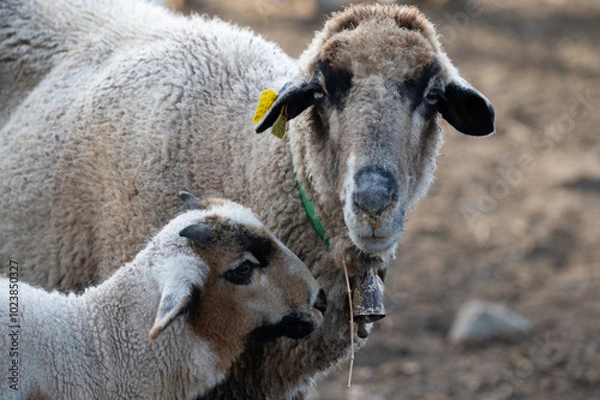 Obraz ovejas de raza merina localizadas en España