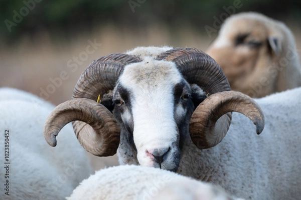 Fototapeta ovejas de raza merina localizadas en España