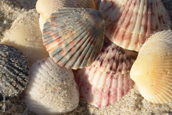 Obraz Seashells in the Sand
