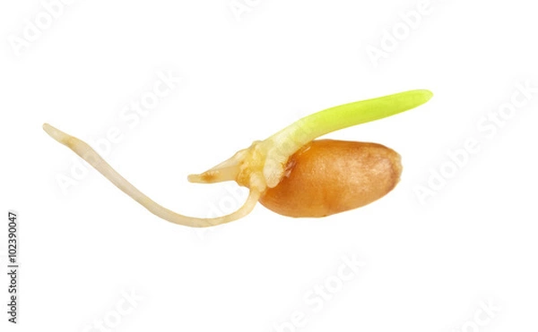 Obraz Close up of wheat sprout isolated on the white background