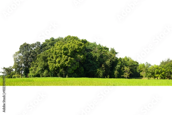 Fototapeta View of a High definition Treelined isolated on a white background.