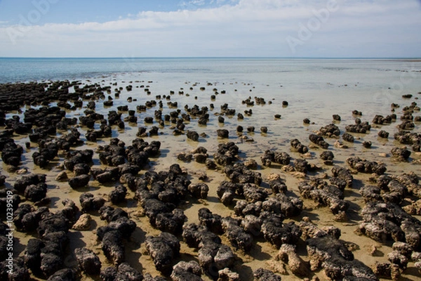 Fototapeta Stromatolites