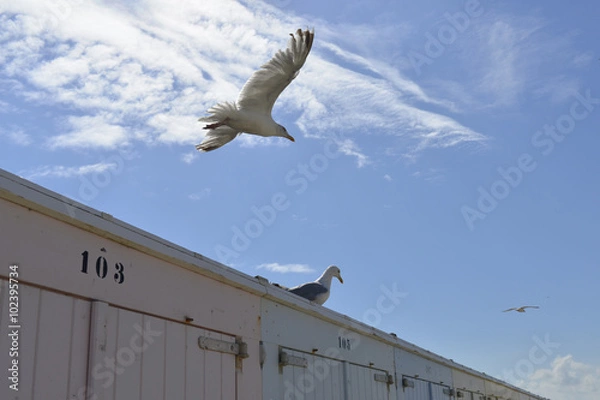 Obraz Möwen am Strand