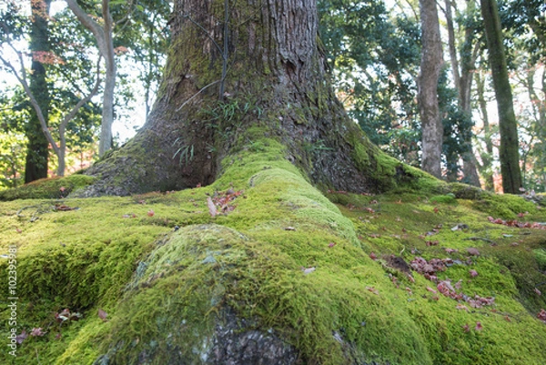Fototapeta view of moss on root big tree