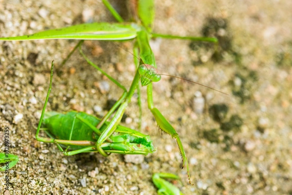 Obraz カマキリの共食い