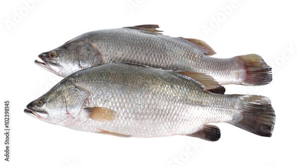 Fototapeta labraks lub ryba barramundi na białym tle