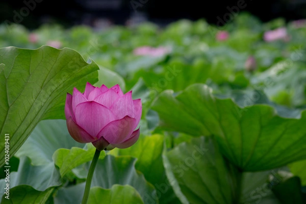 Fototapeta 東京都　上野不忍池　満開の蓮の花
