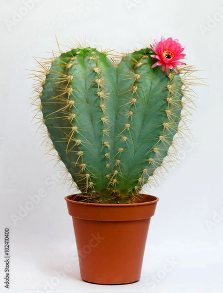 Fototapeta Happy Valentine's Day