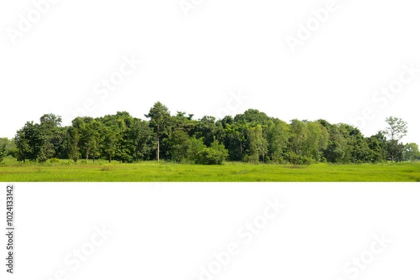 Fototapeta View of a High definition Treelined isolated on a white background.