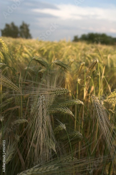 Fototapeta rye ears closeup