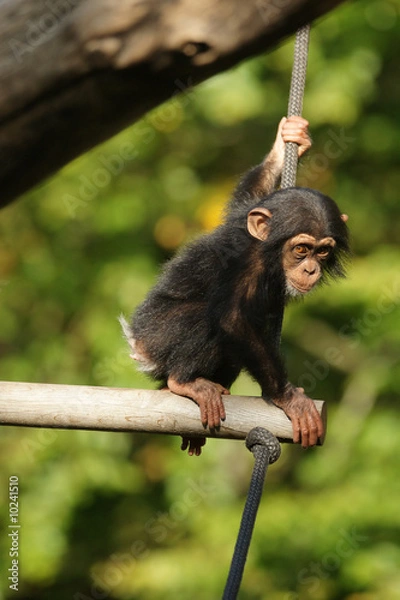 Obraz Chimpanzee child sitting