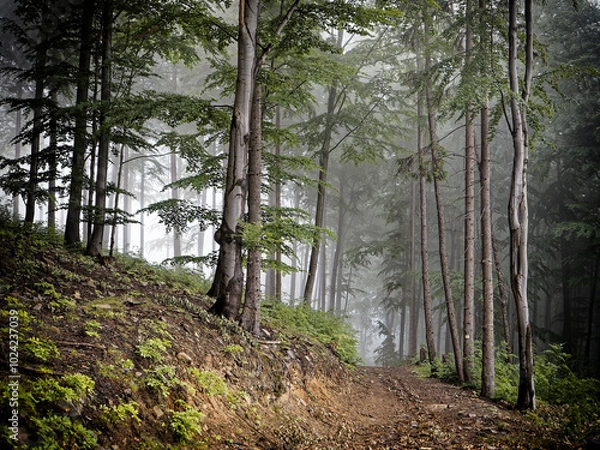Fototapeta The image depicts a misty forest with tall, slender trees. A dirt path winds through the scene, leading into the fog. The lush green leaves and earthy tones create a serene, mysterious atmosphere.

