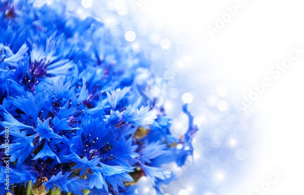 Obraz blue cornflowers
