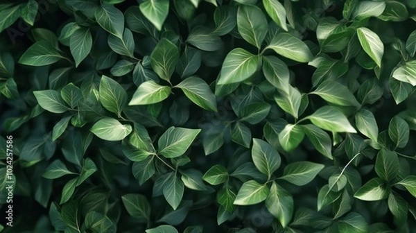 Obraz green foliage texture