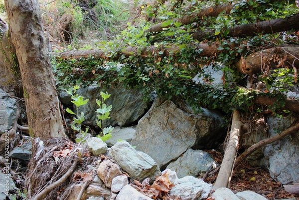 Fototapeta The path of the centaurs (after Cyclone Daniel) Portaria Pelion Greece