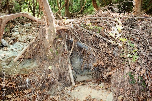 Fototapeta The path of the centaurs (after Cyclone Daniel) Portaria Pelion Greece
