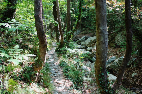 Fototapeta The path of the centaurs (after Cyclone Daniel) Portaria Pelion Greece