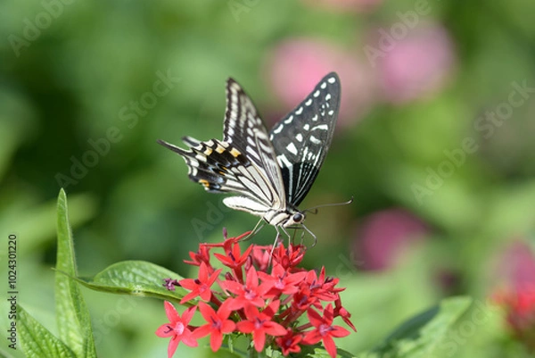 Fototapeta アゲハチョウ