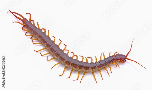 Obraz centipede on white background