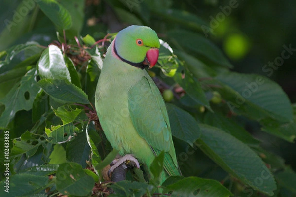 Obraz Halsbandsittich