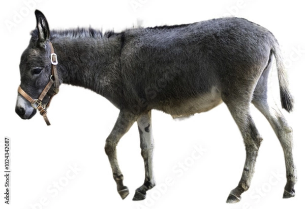 Obraz 歩いている牧歌的なロバ