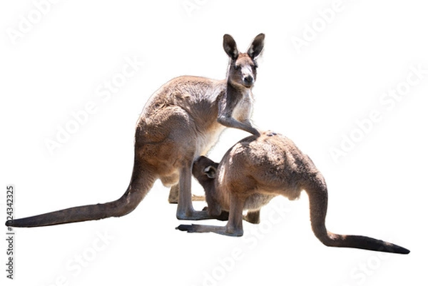 Obraz 微笑ましいカンガルーの授乳中の親子