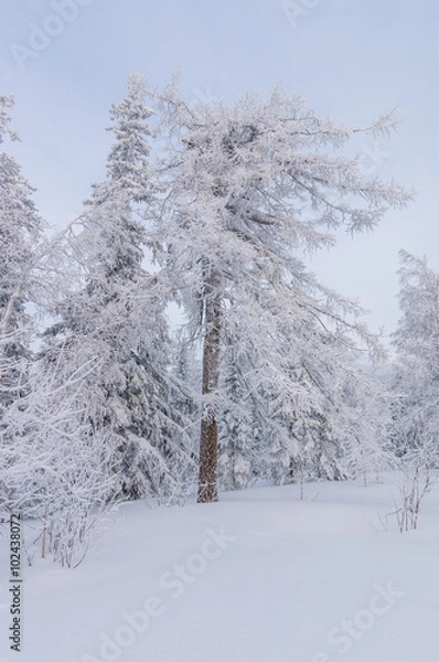 Obraz Высокие деревья покрыты снегом.