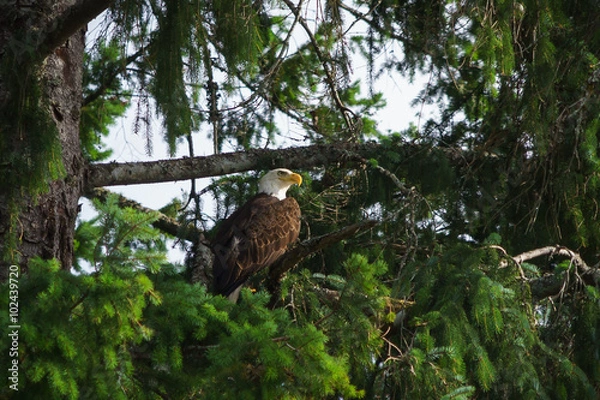 Fototapeta Bald Eagle in Tree