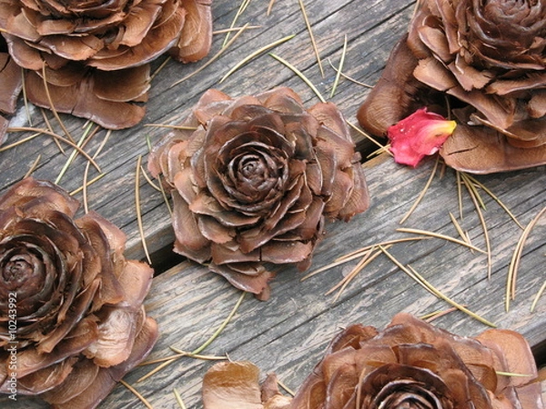 Obraz une pomme de pin