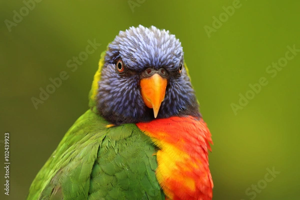 Fototapeta Rainbow lorikeet