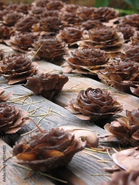 Obraz plein de pommes de pin