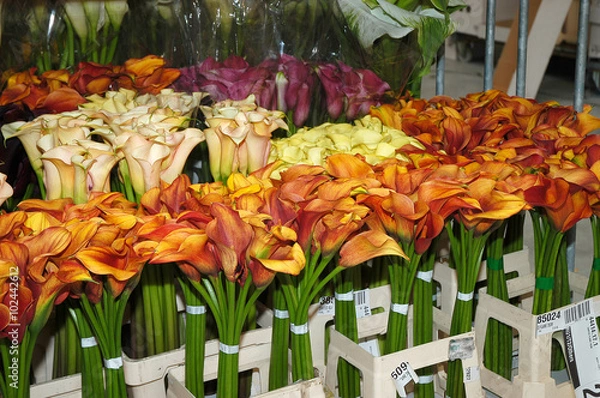 Fototapeta Calla lilies