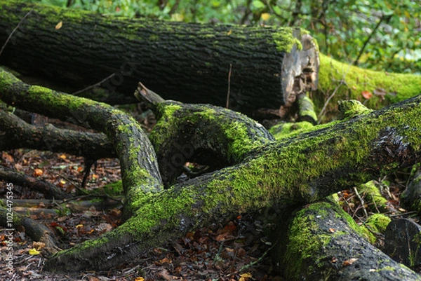 Fototapeta tree in the forest