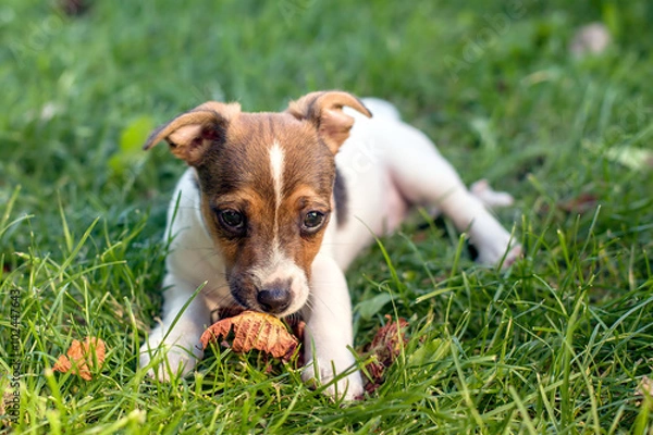 Fototapeta A young puppy with adoring eyes is laying on grass while sniffing on a dry autumn leaf 